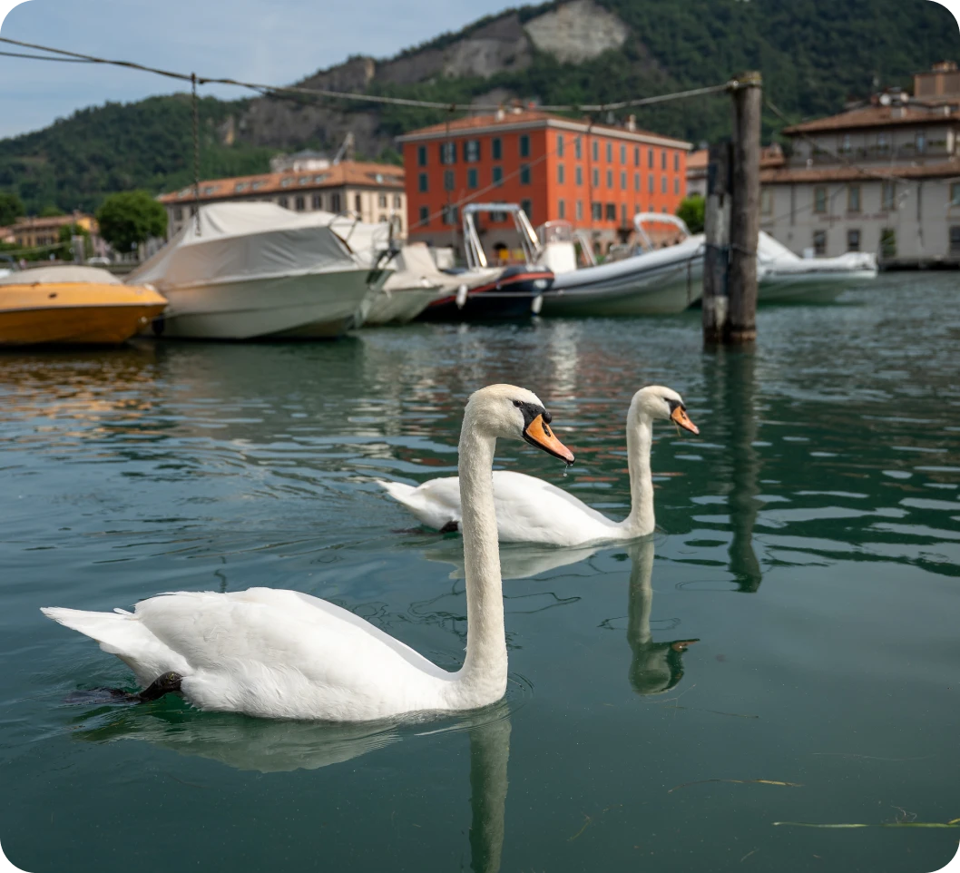 Due cigni che nuotano nel Lago d'Iseo vicino al porto di Paratico